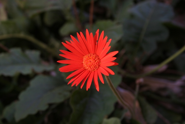 soutpansberg botany 1